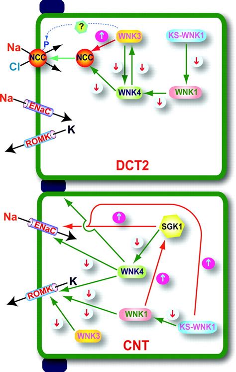 Wnk Kinases And Renal Sodium Transport In Health And Disease Hypertension