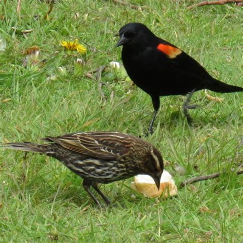 Red Winged Blackbird Agelaius Phoeniceus Wild Columbia County