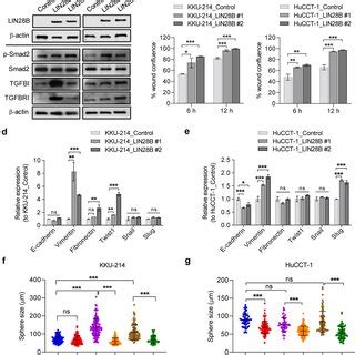 LIN28B enhances the TGF β pathway and promotes cell migration and