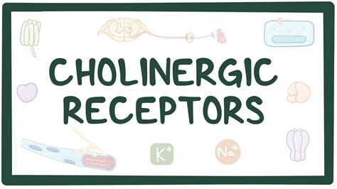 Cholinergic receptors: Video, Causes, & Meaning | Osmosis