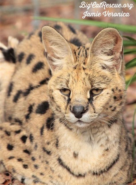 Good Night Big Cat Rescue Friends Beautiful Sheena Serval Is Ready