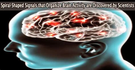 Spiral Shaped Signals That Organize Brain Activity Are Discovered By