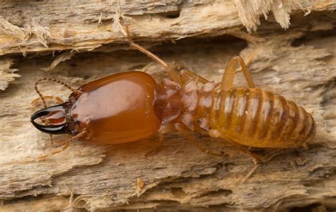 The Importance Of Termite Protection In White Plains Mike S Pest And