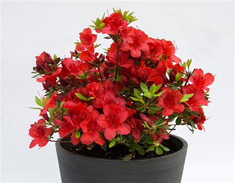 Floramore® Red Azalea Bloomables