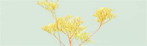 Yellow Mood | 4 best free yellow, flower, plant and wild flower photos ...