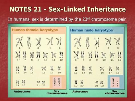 PPT NOTES 21 Sex Linked Inheritance PowerPoint Presentation Free