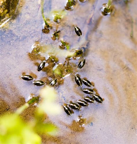 Small Bugs on the Surface of the Water Stock Image - Image of light ...