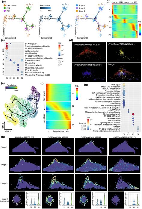 Spatiotemporal Transcriptome Atlas Reveals Gene Regulatory Patterns