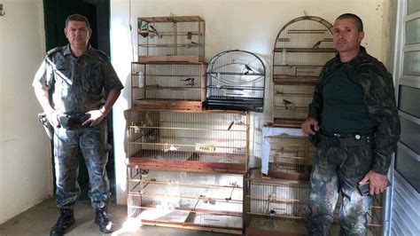 Mata Ciliar De Jundia Recebe Aves V Timas Do Tr Fico Apreendidas Em