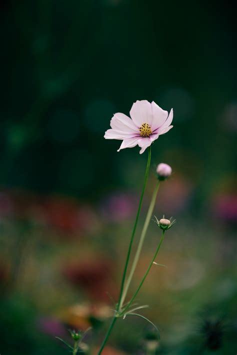 Хризантема Цвете Растителна - Безплатни фотографии на Pixabay