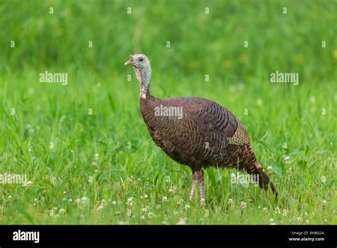 Hen wild turkey walking in a northern Wisconsin field Stock Photo - Alamy