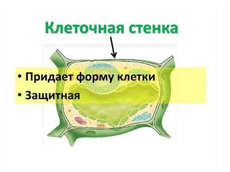Растительная клетка - презентация онлайн