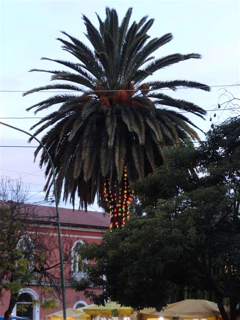 Okinawa, Bolivia: Christmas in Bolivia Continued...