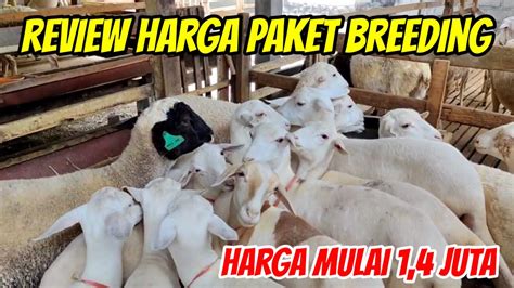 Review Harga Domba Dorper Merino Texel Dan Paket Breeding Harga Mulai