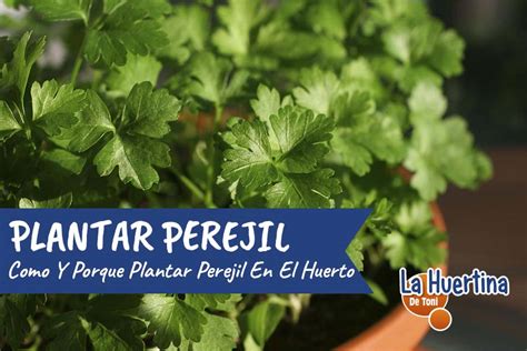 Como Y Porque Plantar Perejil En El Huerto O Maceta