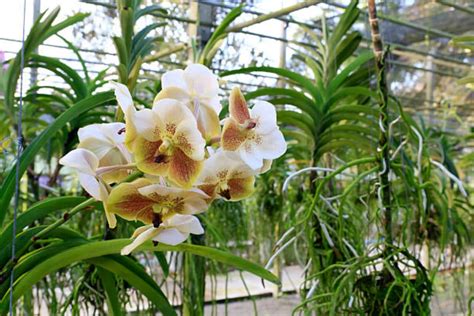 How To Grow Orchids