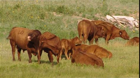 Pin By Jim Durham On Australian 1 Cattle Breeds Hereford Cattle