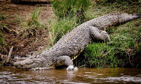 Elsen Karstad S Pic A Day Kenya Marariver Crocodile Kenya