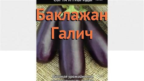 Баклажан обыкновенный Галич (galich) 🌿 баклажан Галич обзор: как сажать ...