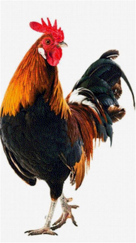 Схема вышивки «Петух 🐓» (№2689997) - Вышивка крестом