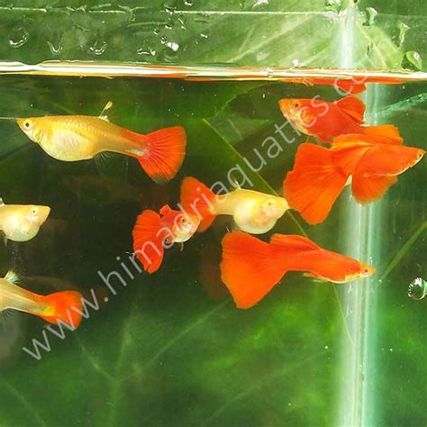 Albino full red high dorsal guppy pair - Buy Aquarium Plants and ...