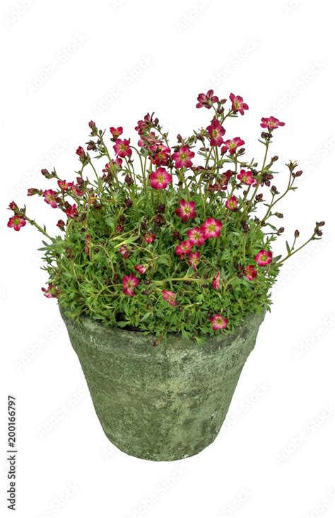 Saxifraga flowers (Saxifraga x arendsii) red blooming in a pot Stock ...