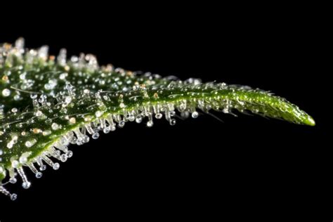 What Are Trichomes In The Cannabis Plant Rxleaf