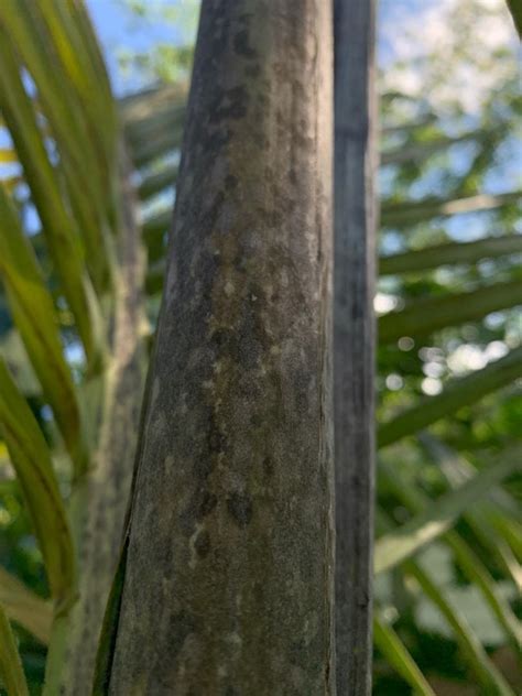 Help With Cyphophoenix Elegans Fungus Discussing Palm Trees Worldwide Palmtalk