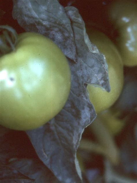 Powdery Mildew On Tomatoes Vegetable Pathology Long Island