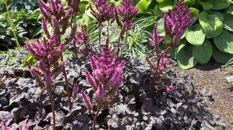 Dark Side Of The Moon Astilbe Youtube