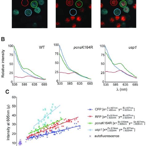 Direct Visualisation Of Pcna Ubiquitination By Spectral Imaging Of Download Scientific Diagram