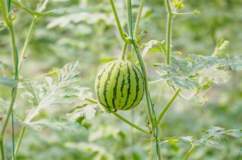 Wassermelone Anbauen Tipps Für Pflege And Ernte