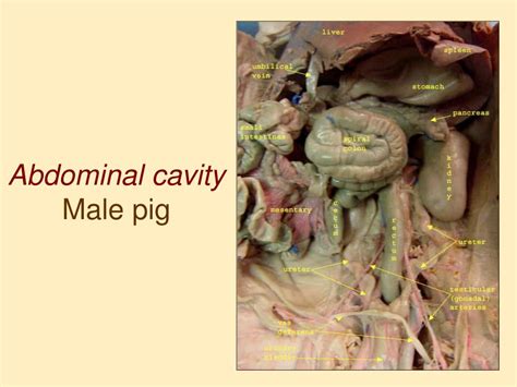 Ppt Fetal Pig Design Anatomy Powerpoint Presentation Free Download