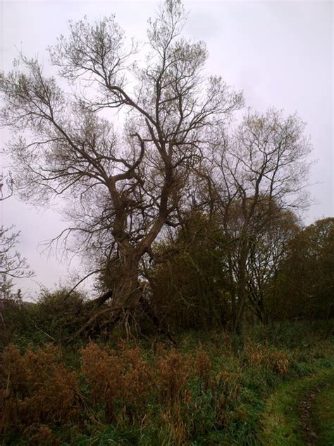 Old Tree Robert Graham Geograph Britain And Ireland