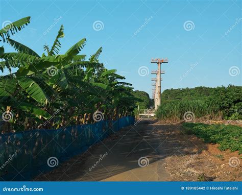 Approach Lighting System Of Miyako Airport Built In Sugar Cane Field At