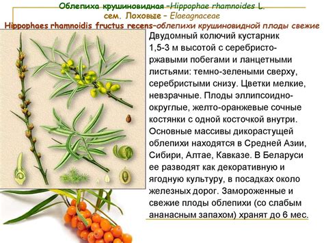 Витамины. Лекарственные растения и сырье, содержащие витамины ...