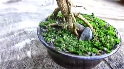 HOW TO MAKE BONSAI EASIEST AND FASTEST Video Dailymotion