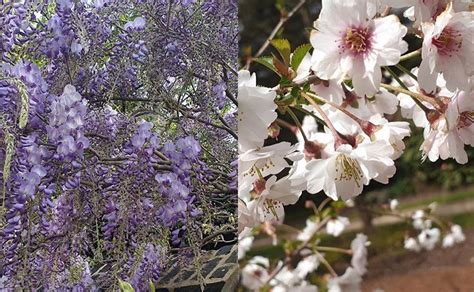 Buckingham Palace Mostra Su Instagram Fiori E Piante Del Giardino Della