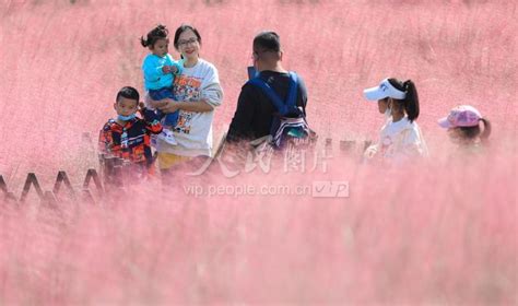 山东威海：粉黛乱子草引客来 人民图片网