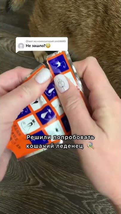 КОШАЧИЙ ЛЕДЕНЕЦ... #золотаяшиншилла #лучшийкот - YouTube