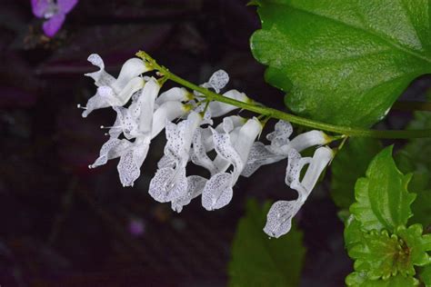 Plectranthus Verticillatus Lamiaceae Image 116179 At PhytoImages Siu Edu