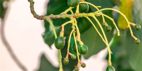 Avocado Tree Growth Stages Life Cycle