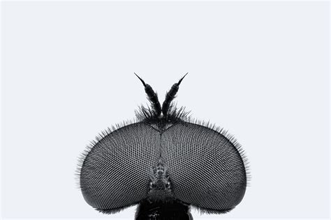 What Virtual Reality for Flies Teaches Us About Human Vision | WIRED