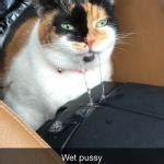 Pussy Meme Generator Imgflip