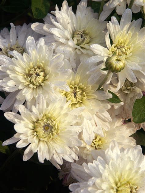 Chrysanthemum Noreaster Bluestone Perennials