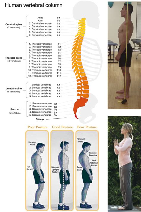 How Does My Posture Look Easy Spine