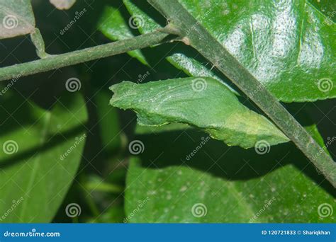 Butterfly Pupa Stage stock image. Image of detail, pradesh - 120721833