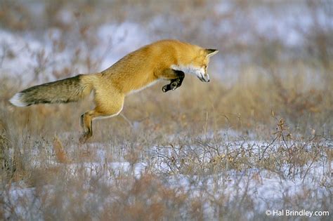 Photo of the Week: Leaping Red Fox