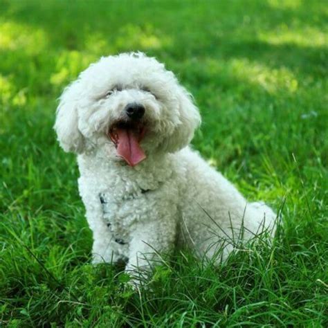 Bichon Frise For Adoption | Adopt A Bichon Frise | Petmeelty