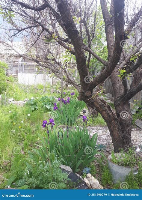 Naked Tree In The Garden Stock Image Image Of Green